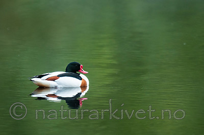 BB 11 0432 / Tadorna tadorna / Gravand